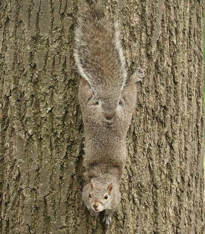 Squirrels-in-Boston-Public-Gardens