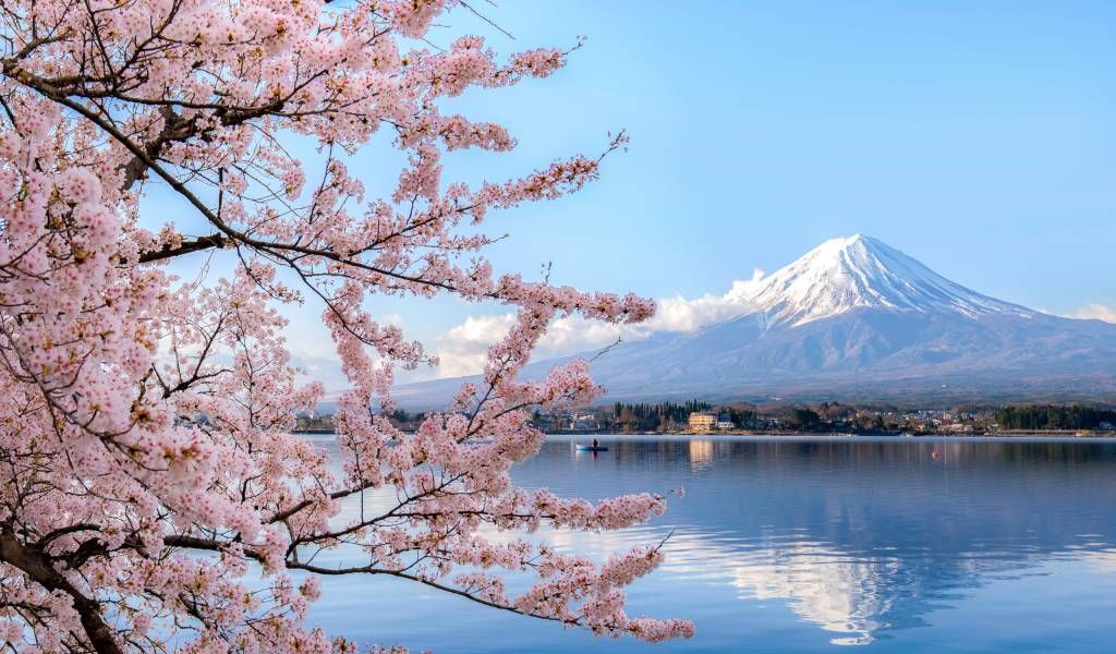 fuji-cherry-GettyImages-1060517676-1024x600