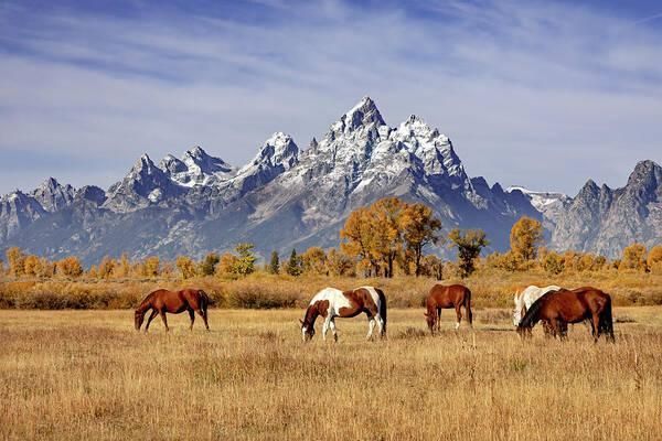 Jackson Hole4