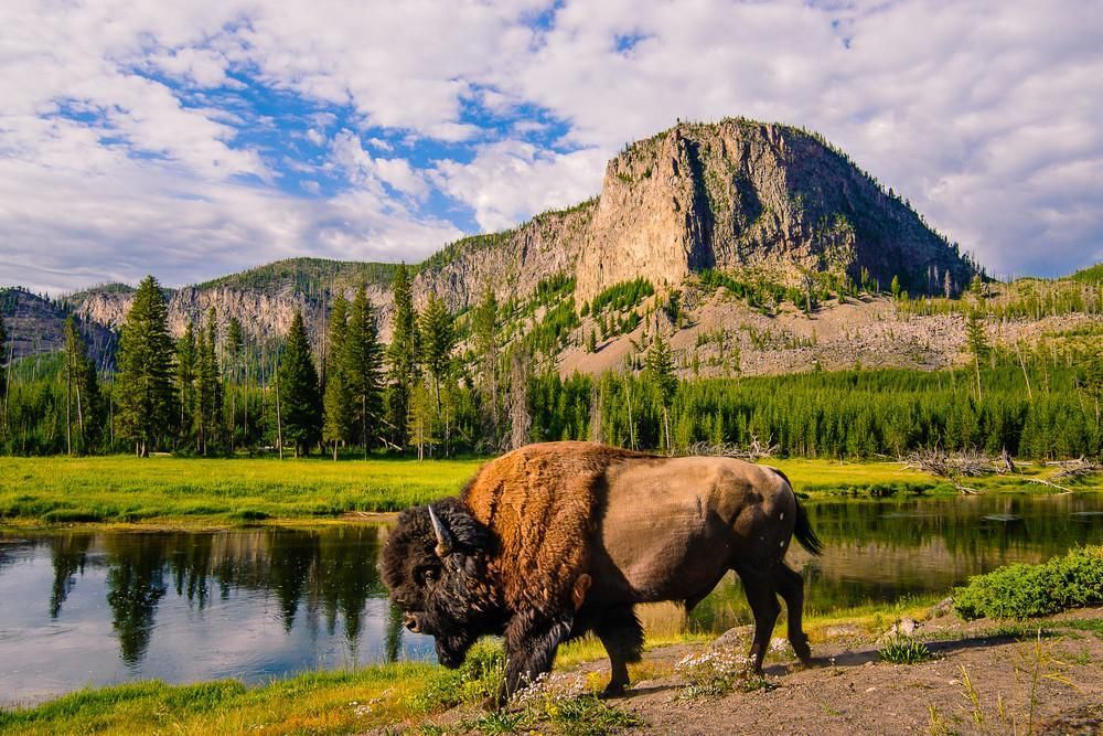 Yellowstone 3
