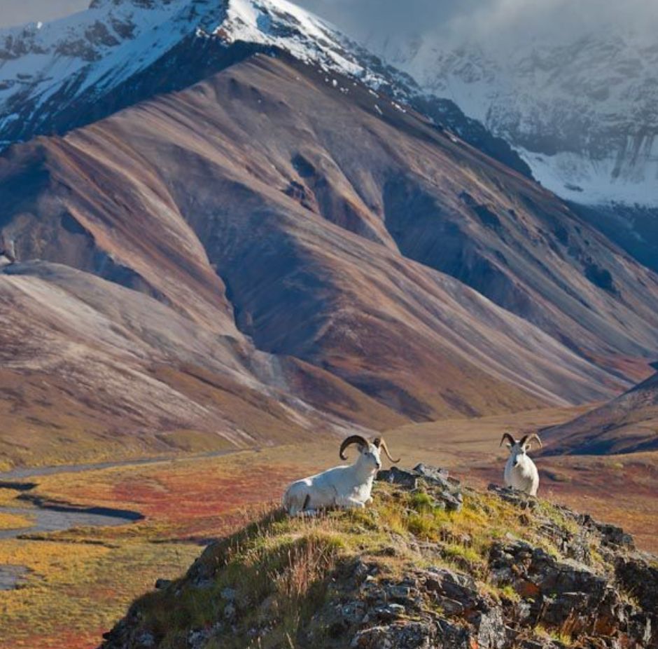 Denali 1